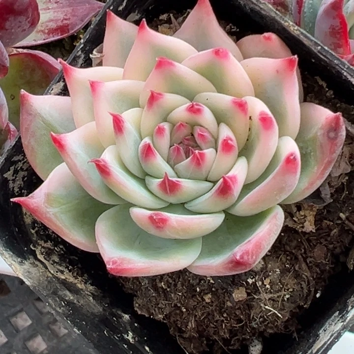 吉娃娃锦多肉植物432