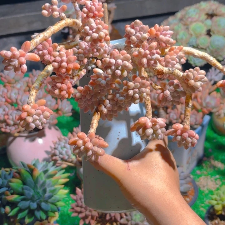 婴儿手指多肉一颗 脱土发货