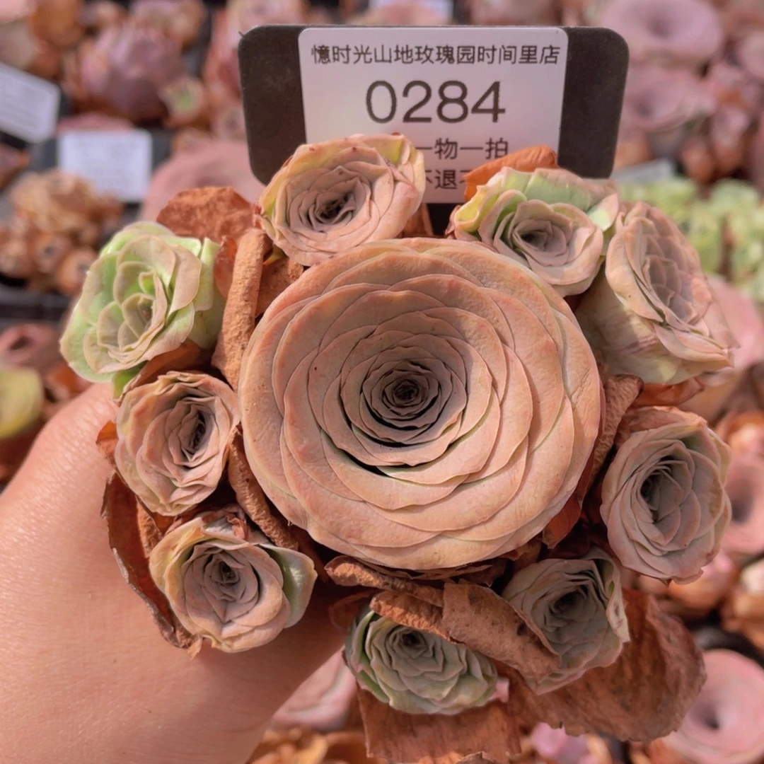 山地玫瑰0284裸根发货断枝不包损不售后