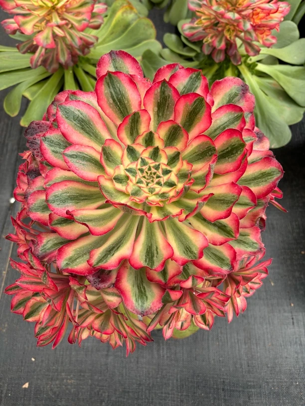 618高端法师精品充值活动