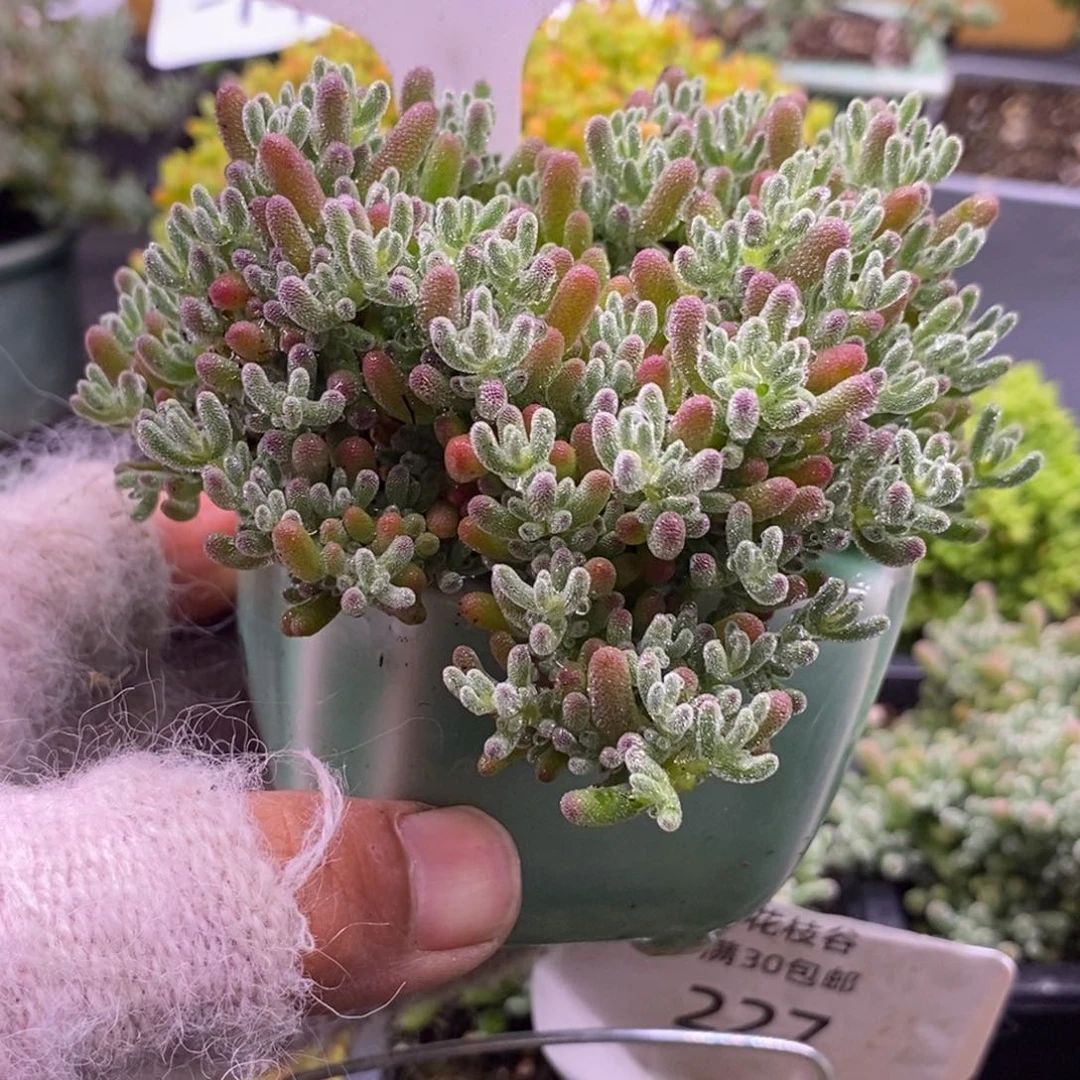 108冰晶爱心造型带盆。