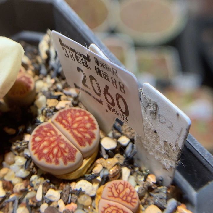 zzz精品生石花2060