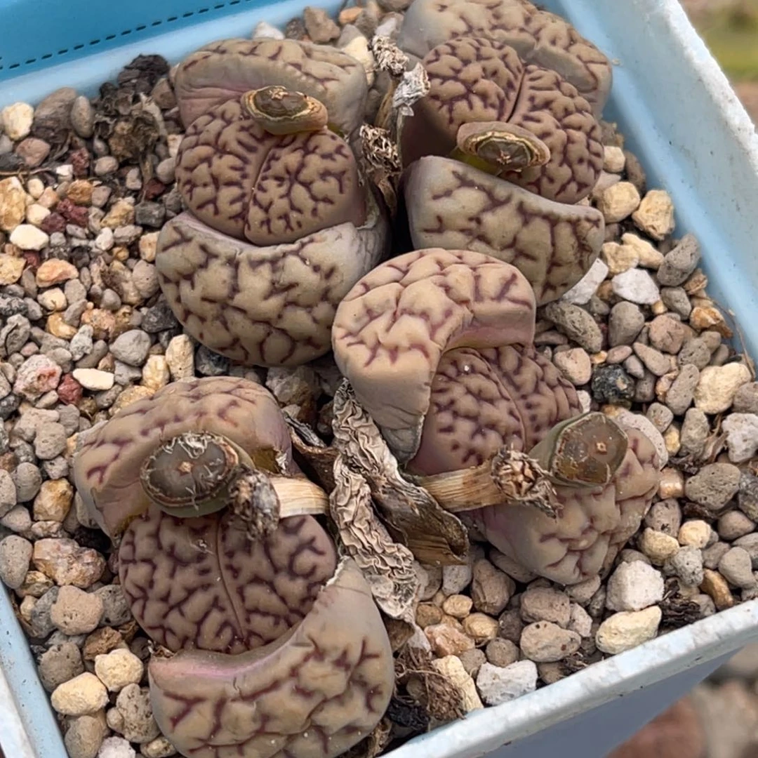 7748双头雀卵两颗