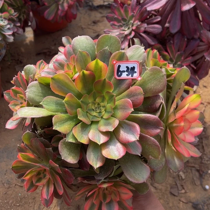 香妃多肉植物6-34