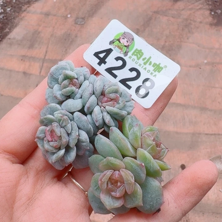 梅***当多肉植物多肉植物