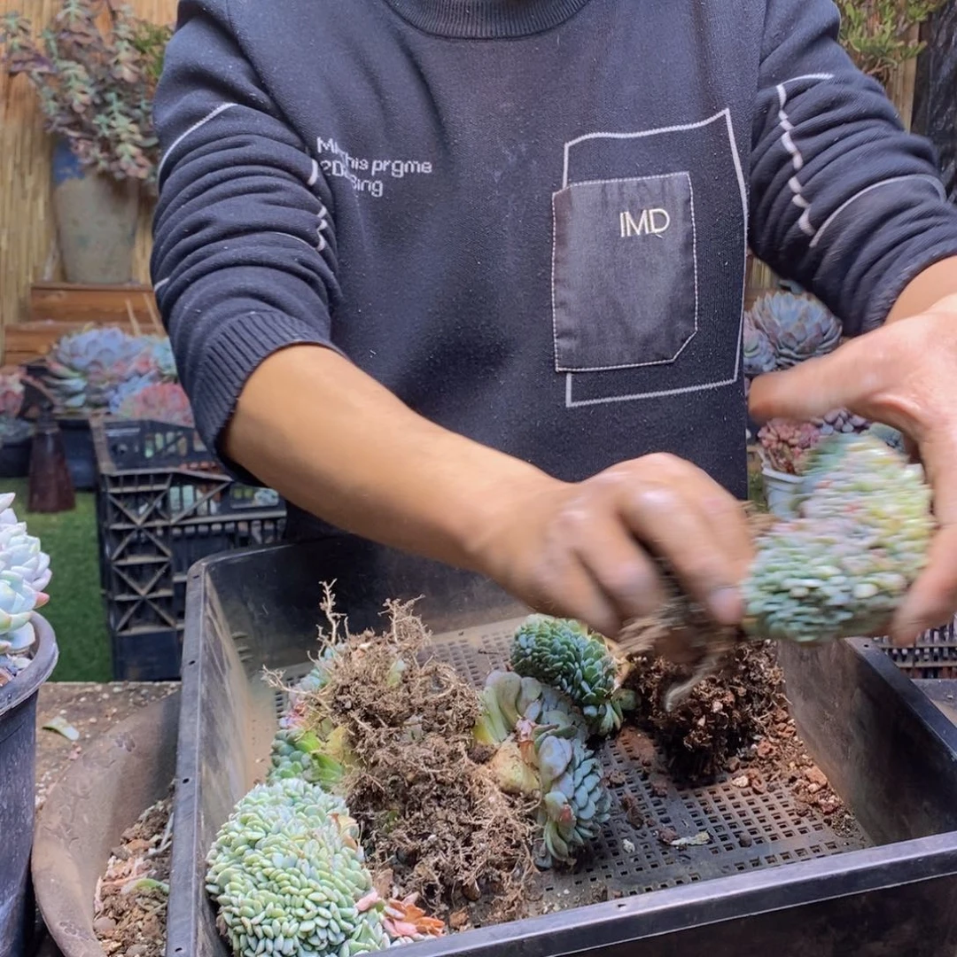 唯****?348号白胖子缀5颗
