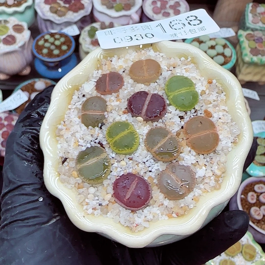 生石花18包邮0930-168