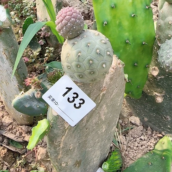 福利特圆月球坑133