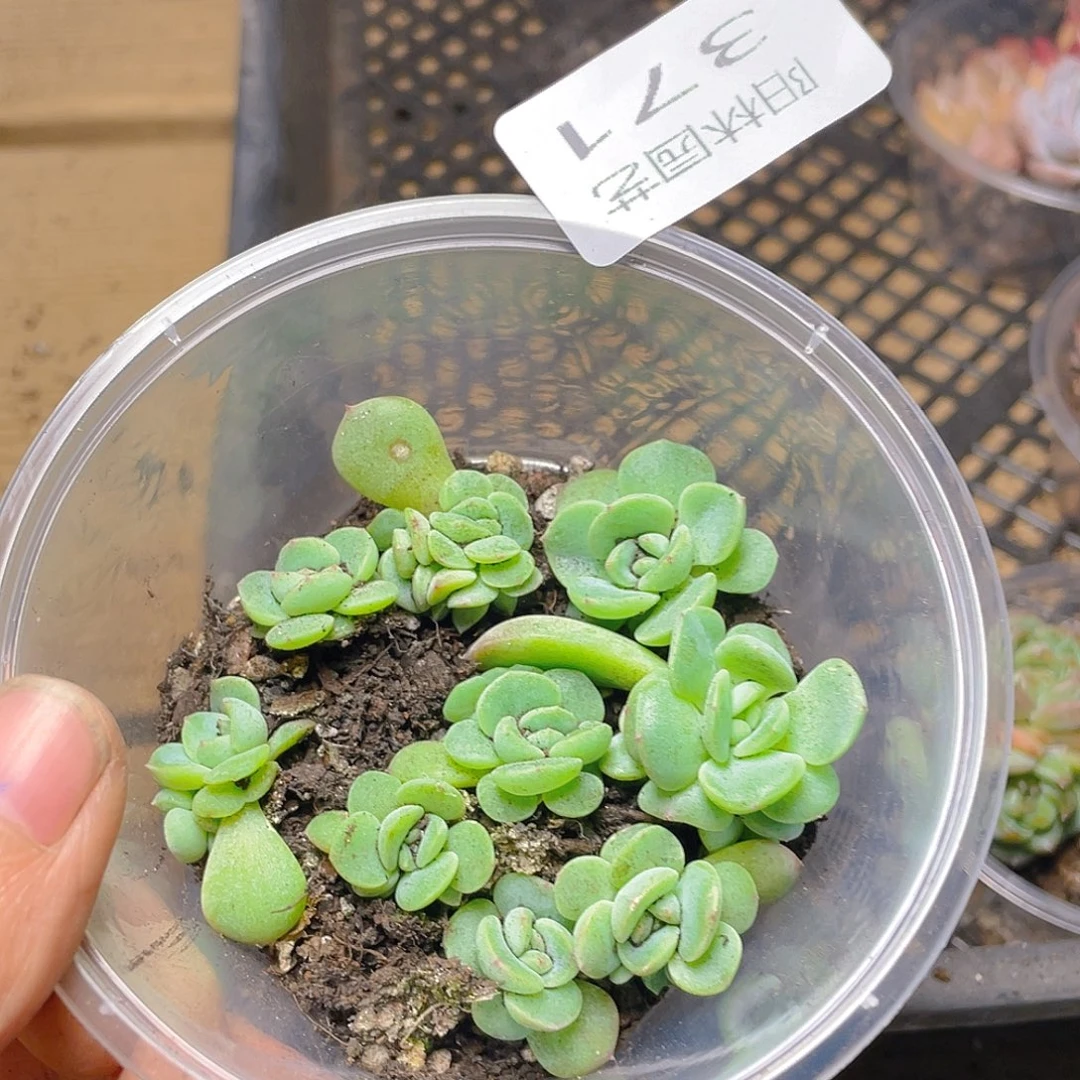 多肉植物多肉植物371