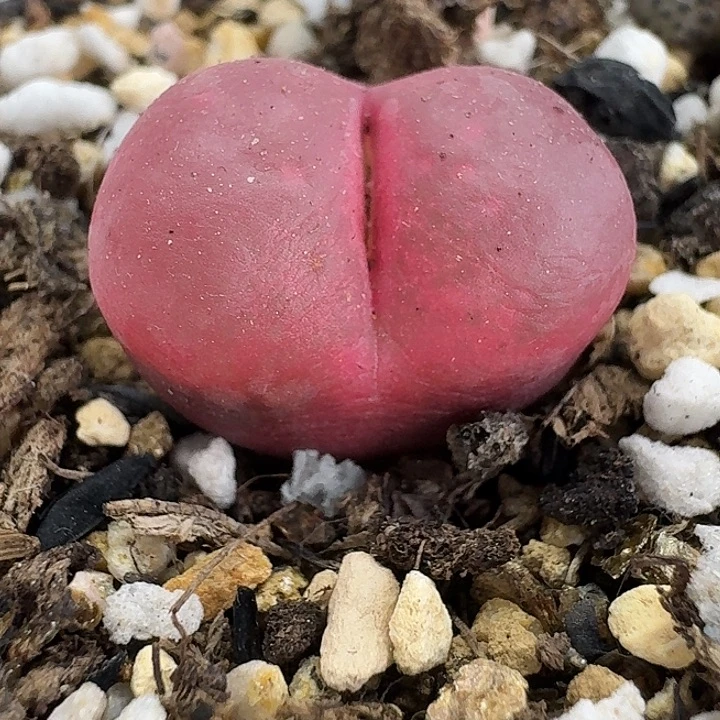 老马生石花1.8吕红1021