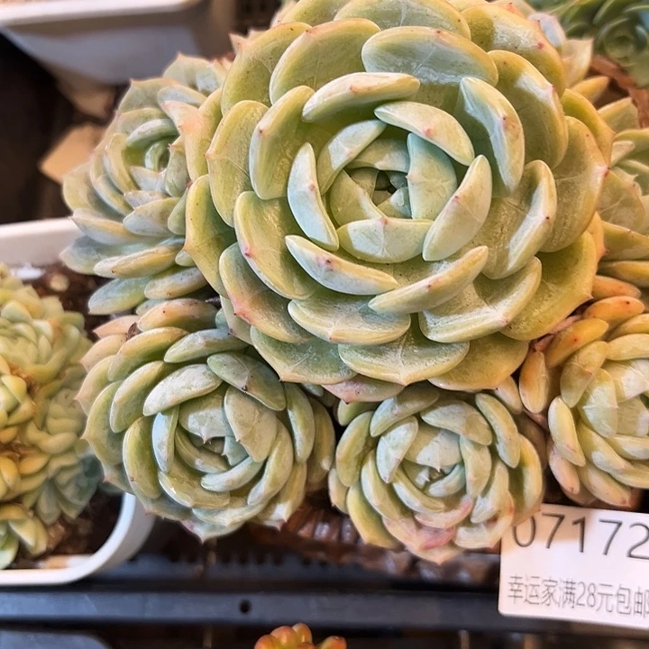 幸运儿的故事也是很有意思