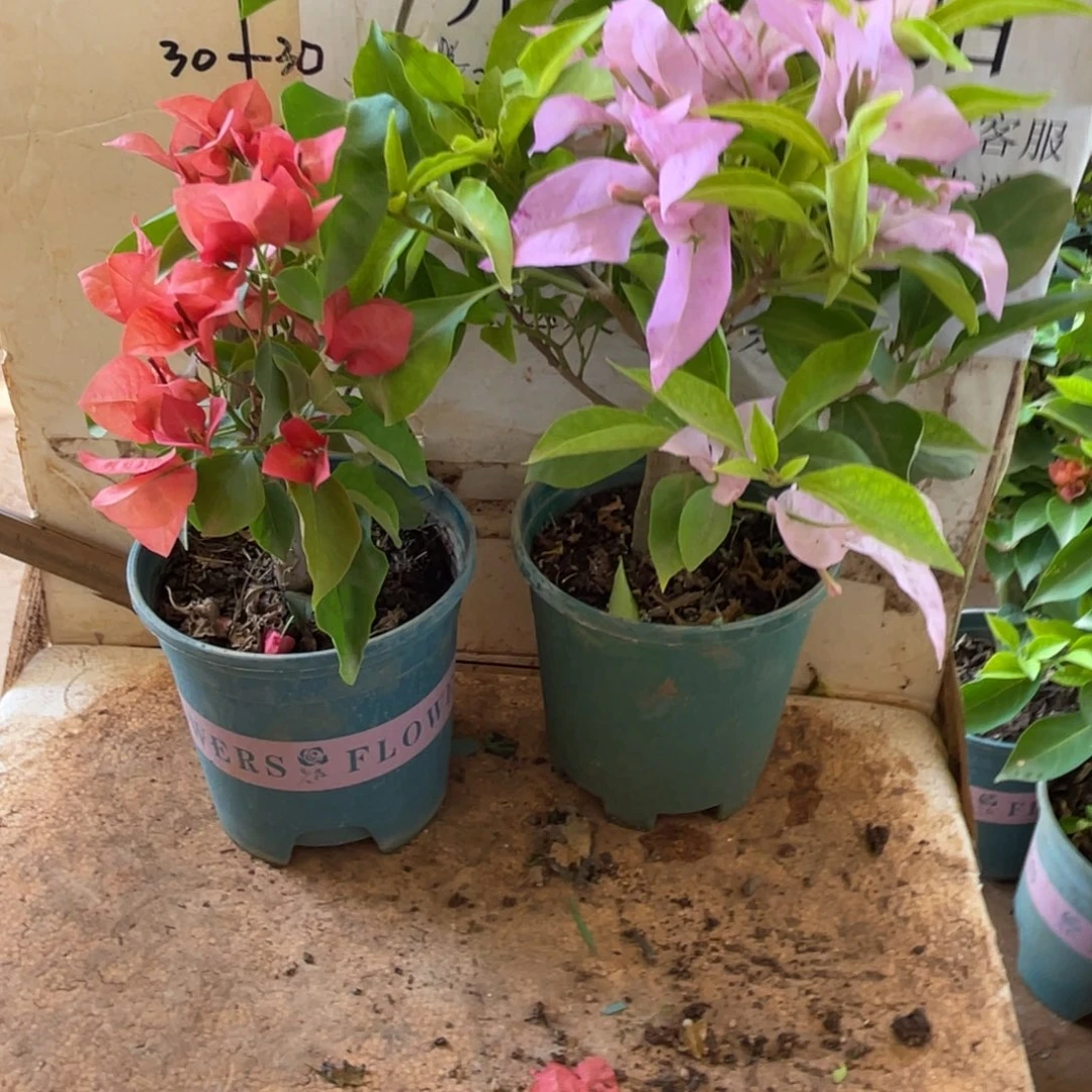 当前无花朵，栽培后可花朵85h2