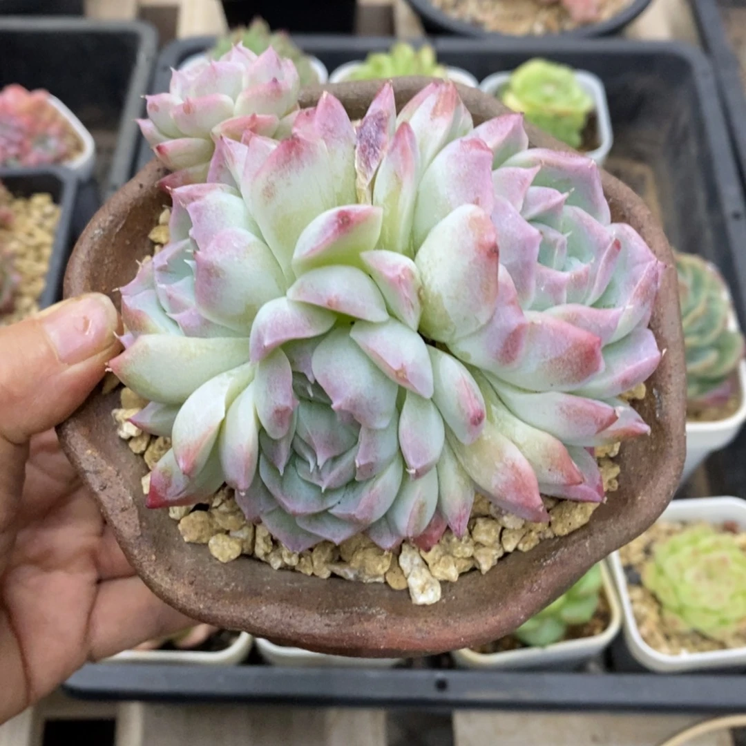 精品多肉一物一拍不包整35