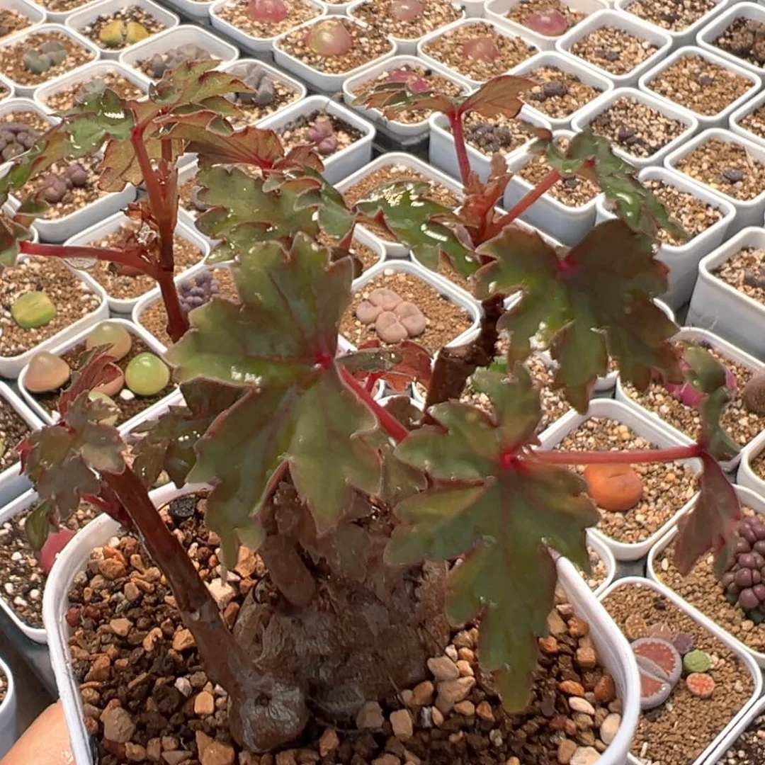 2408多肉植物秋海棠