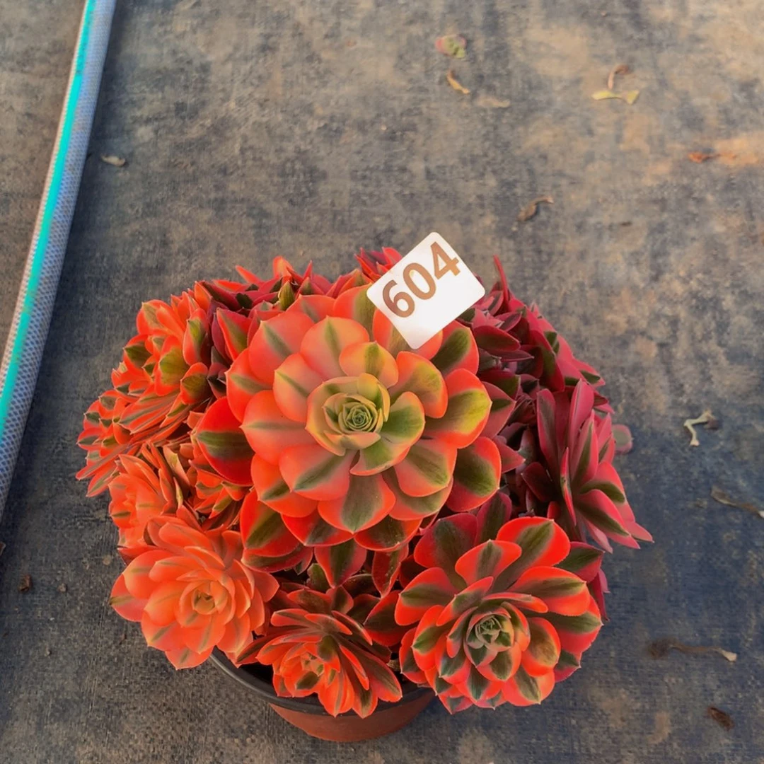 【闪购商品】鼠*?粉女巫60400000000000