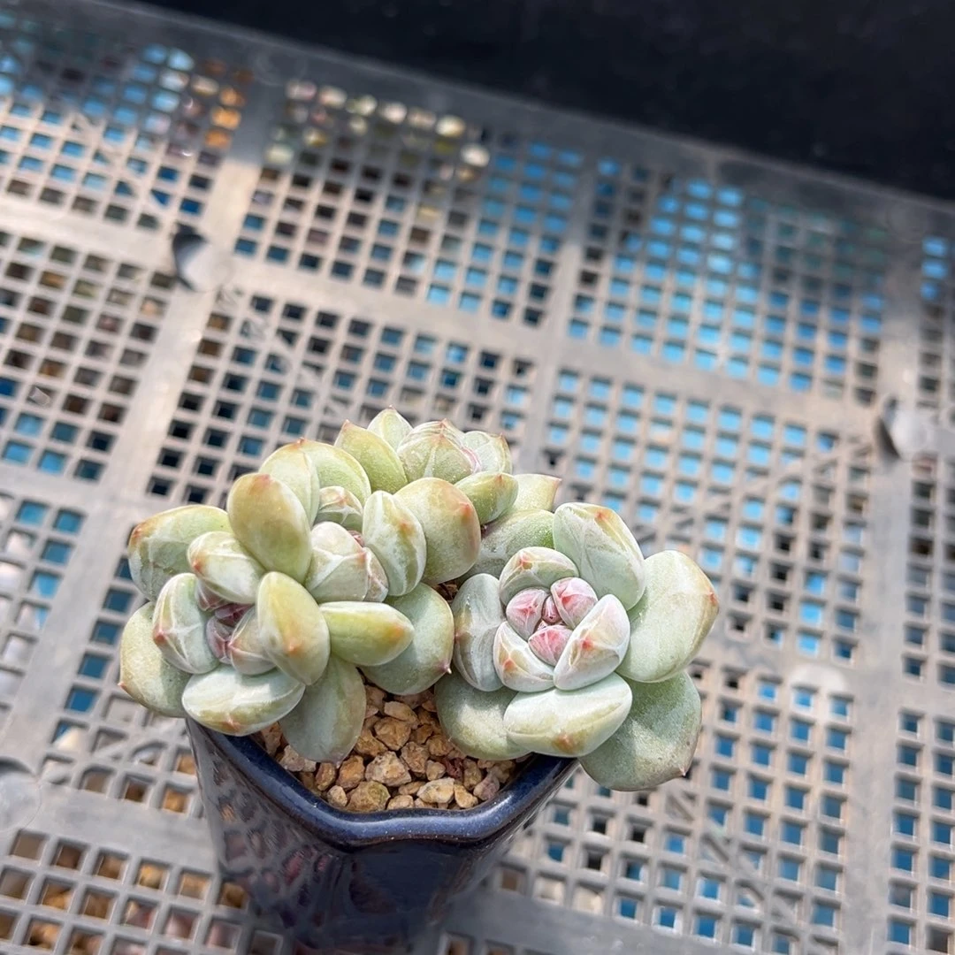 青***荷精品多肉一物一拍