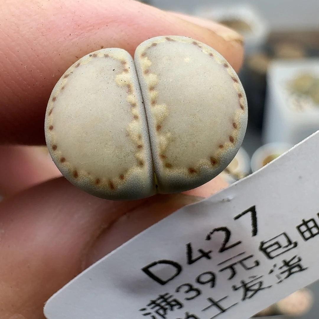 427多肉哈哈哈哈哈哈哈