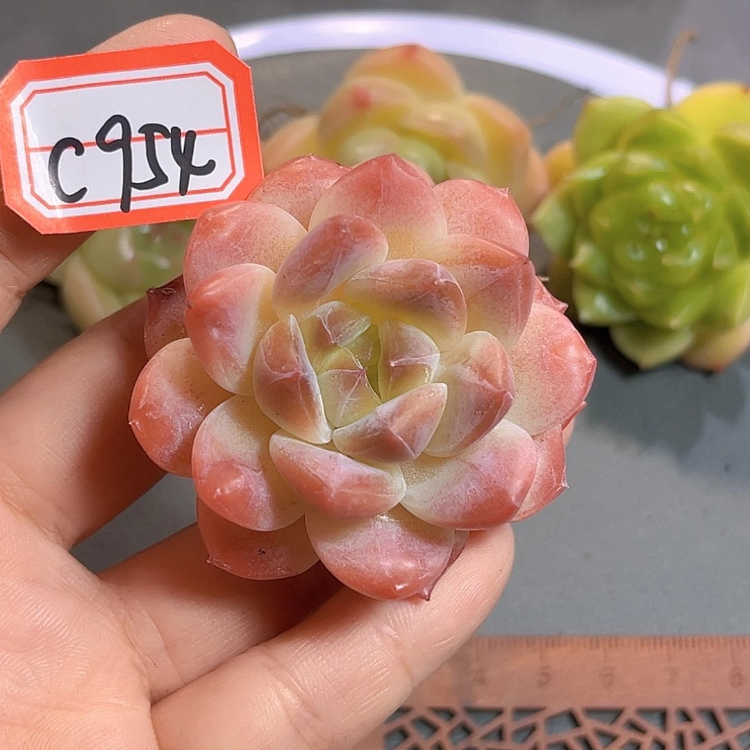 C954 一物一拍 黑巧