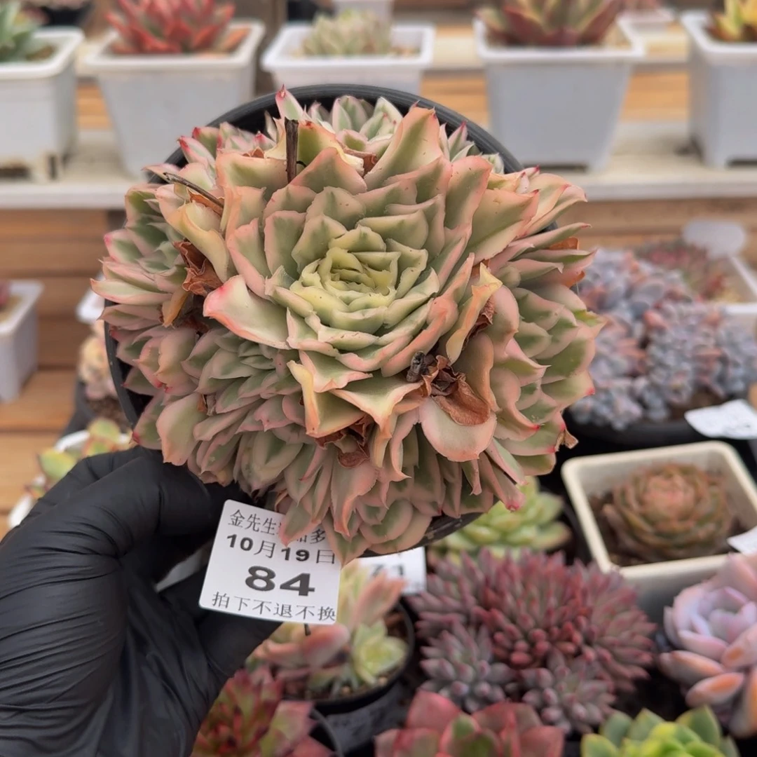 1019-84紫蝴蝶锦群生