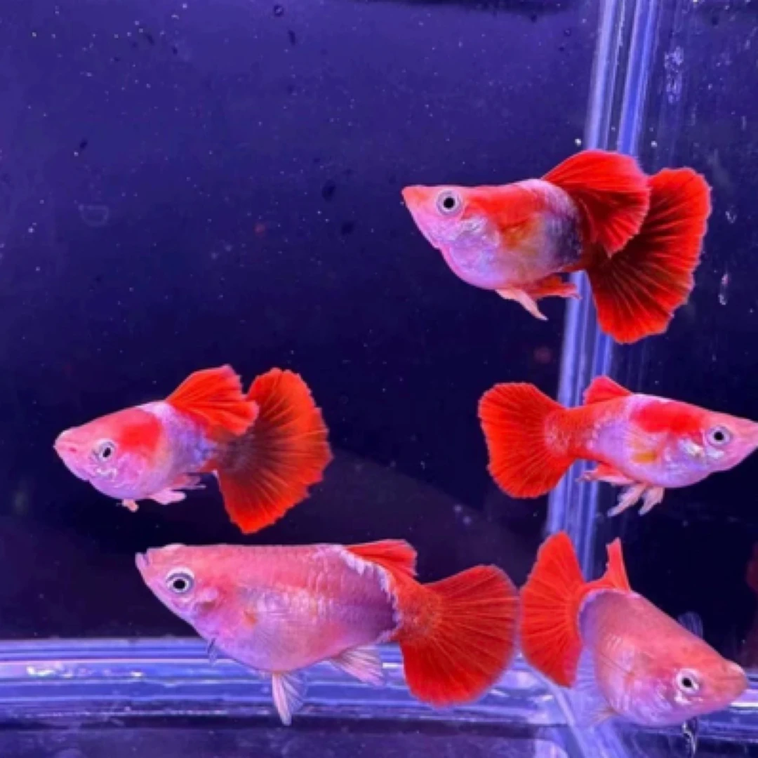 黄爆球孔雀鱼观赏鱼鱼缸孔雀鱼带孕临产精品孔雀鱼观赏鱼孔雀鱼