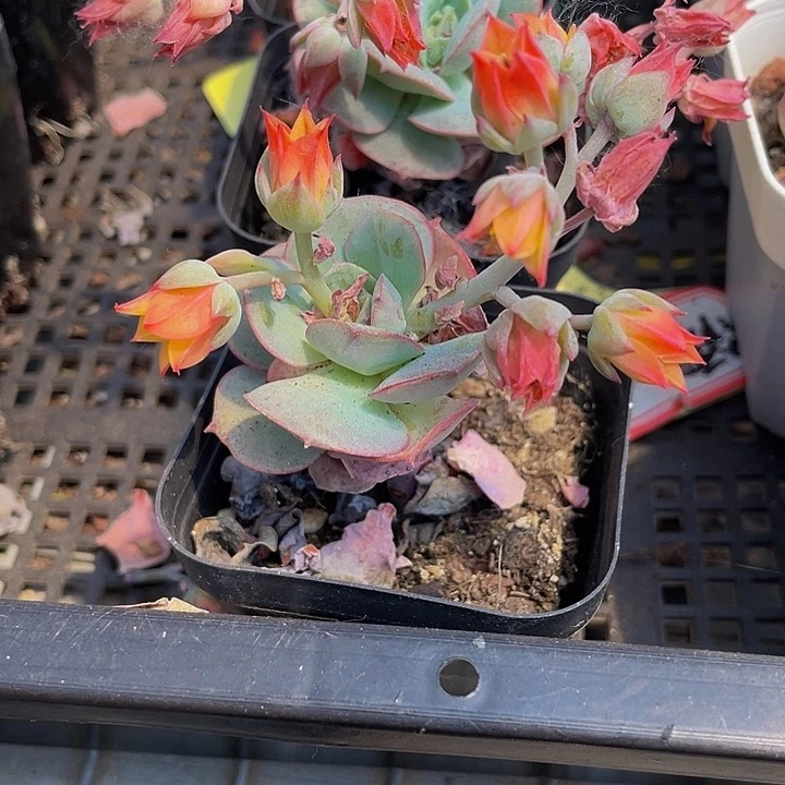 克罗地亚玫瑰带盆土