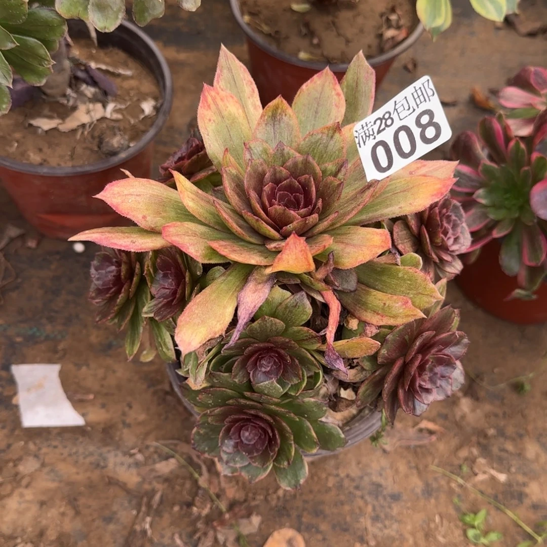 红丝绒多肉008满28包邮断枝不包