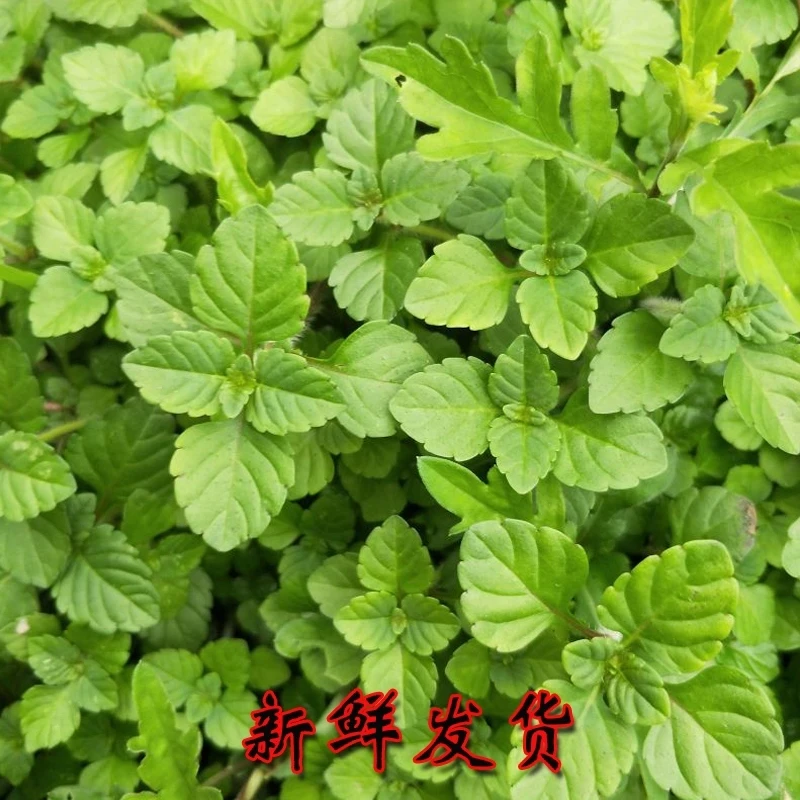 贵州榕江本地毛毛菜骂糯鱼香料