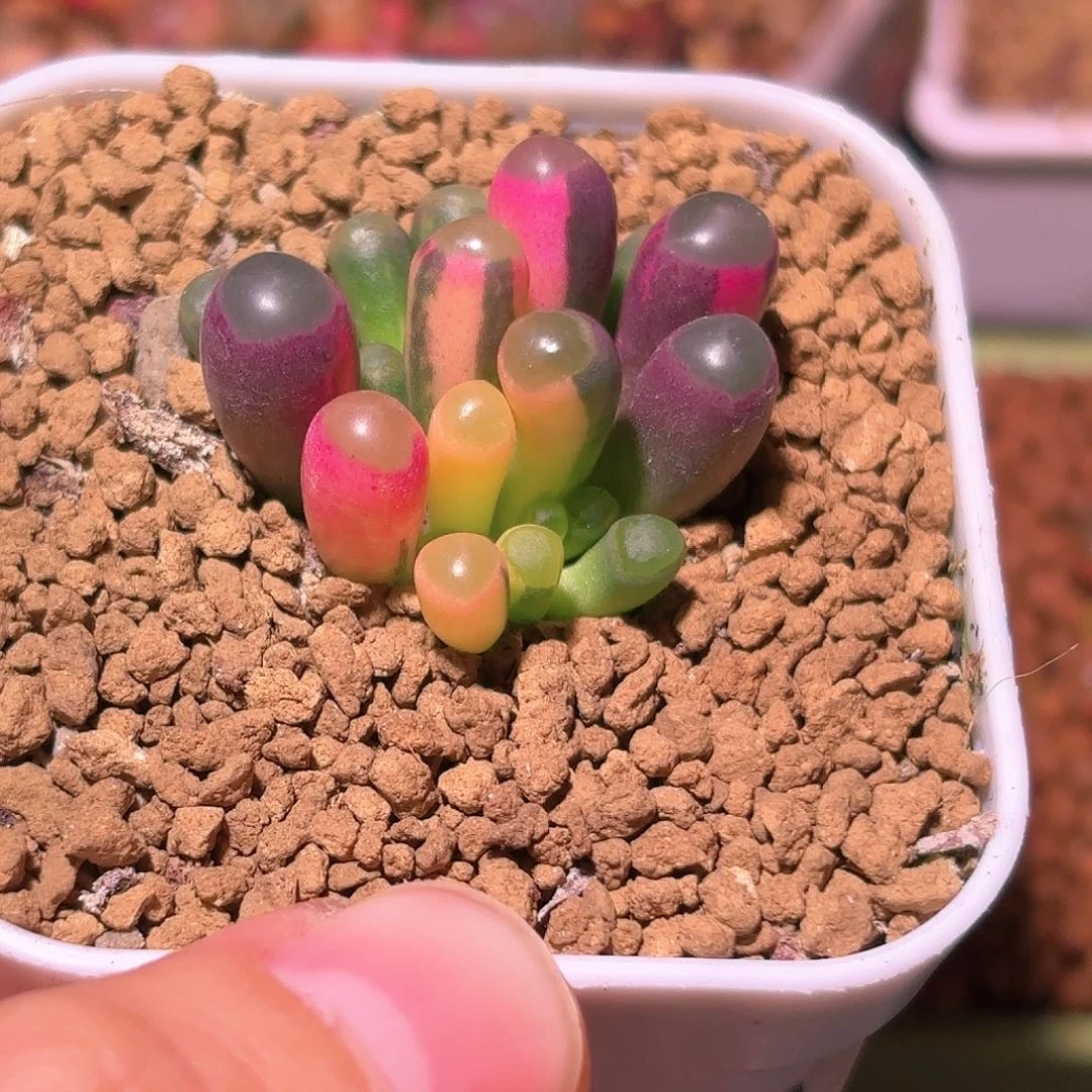 69号五十铃玉锦多肉植物锦一物一拍带盆土