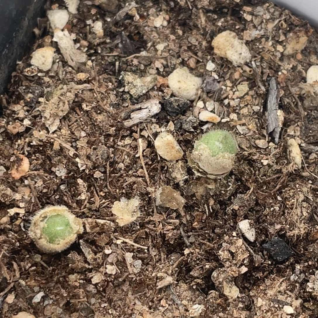 29-62毛球多肉植物