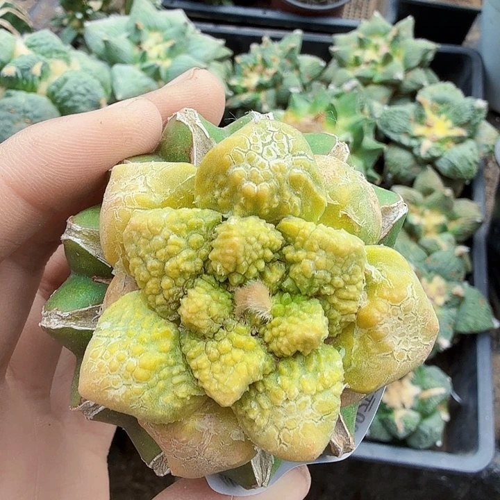 无花朵524哥连牡丹锦