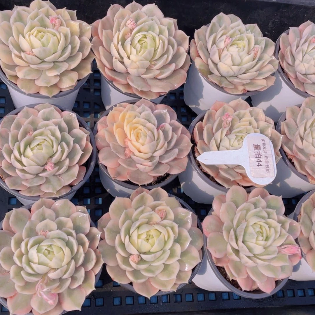 量拍44号昂斯诺锦单头母本一个