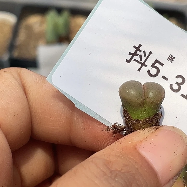 水***冻5-31肉锥多肉植物