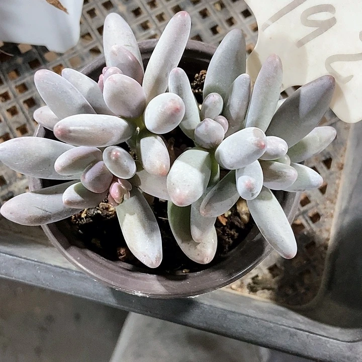 多肉植物白兰地992