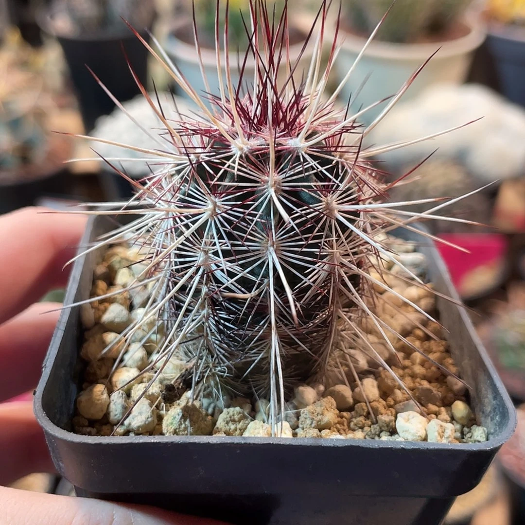 仙人球鹿角柱属青花虾