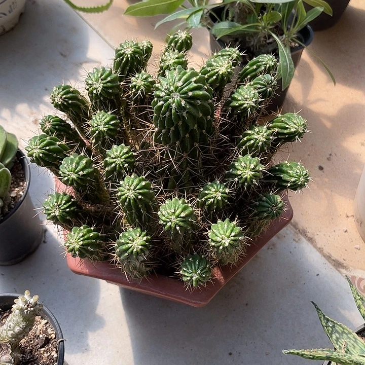无花朵仙人球大群