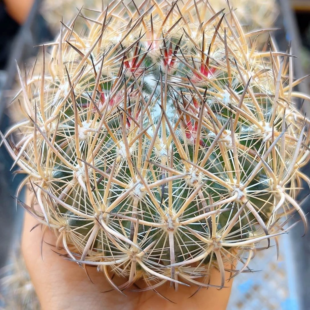 苗接虎爪玉含刺10公分无根