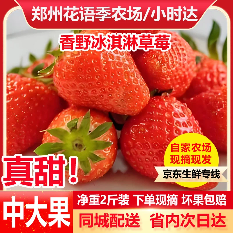 仟仟茵果香野草莓1000克两斤大果箱装/河南郑州花语季草莓农场现摘现发