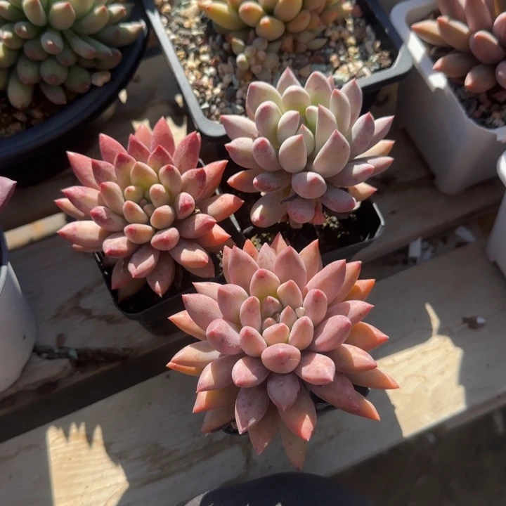 一组三颗一组五十包邮