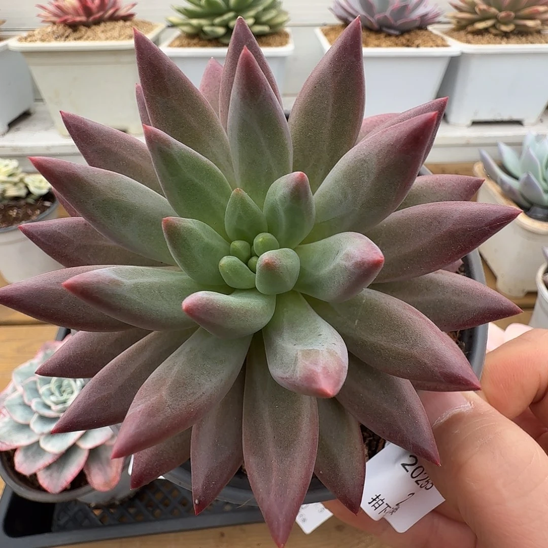 虞美人11111105-22