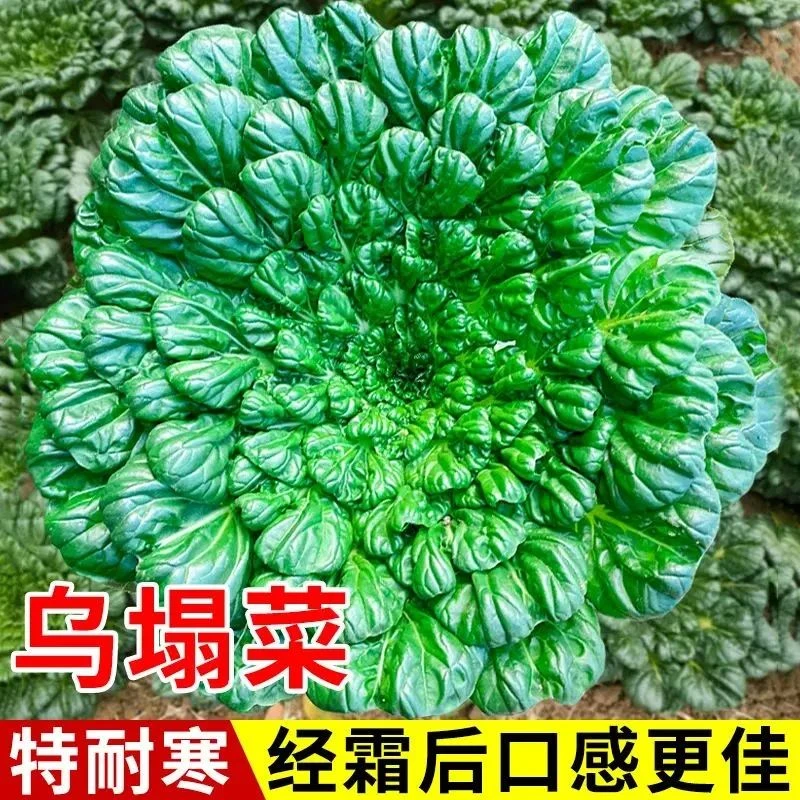绿色乌塌菜种子易活青菜紫苏蔬菜种籽秋冬季菜籽盆栽耐耐寒秋种