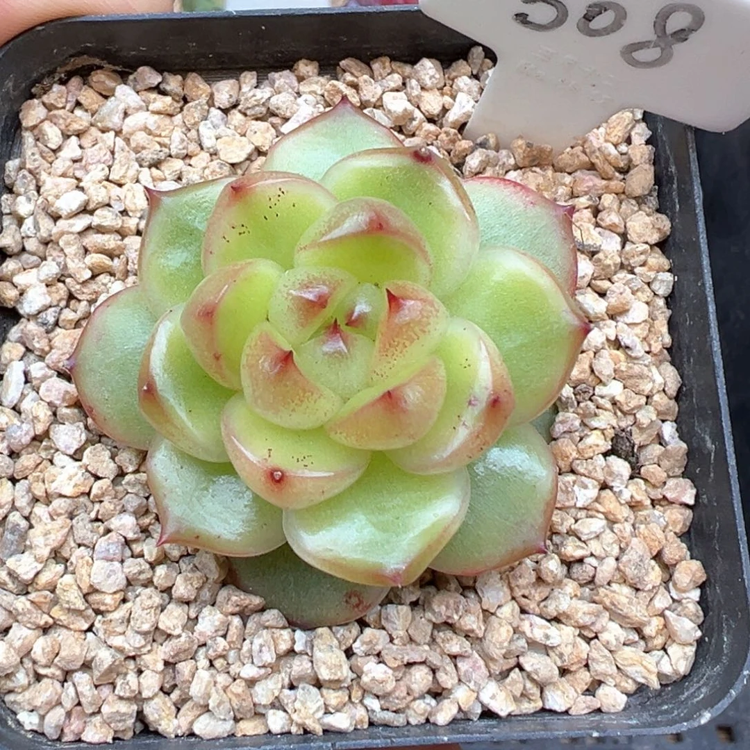 508号空灵珍妮 晗雨多肉