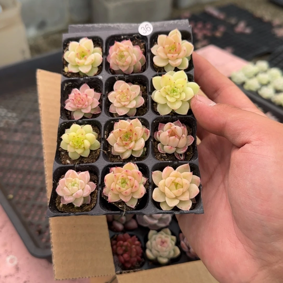 36麦秆女王多肉植物12颗