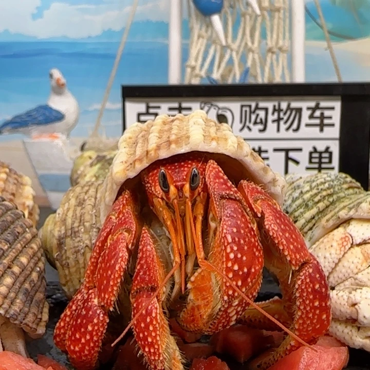 A66红色毛球2.8cm口径