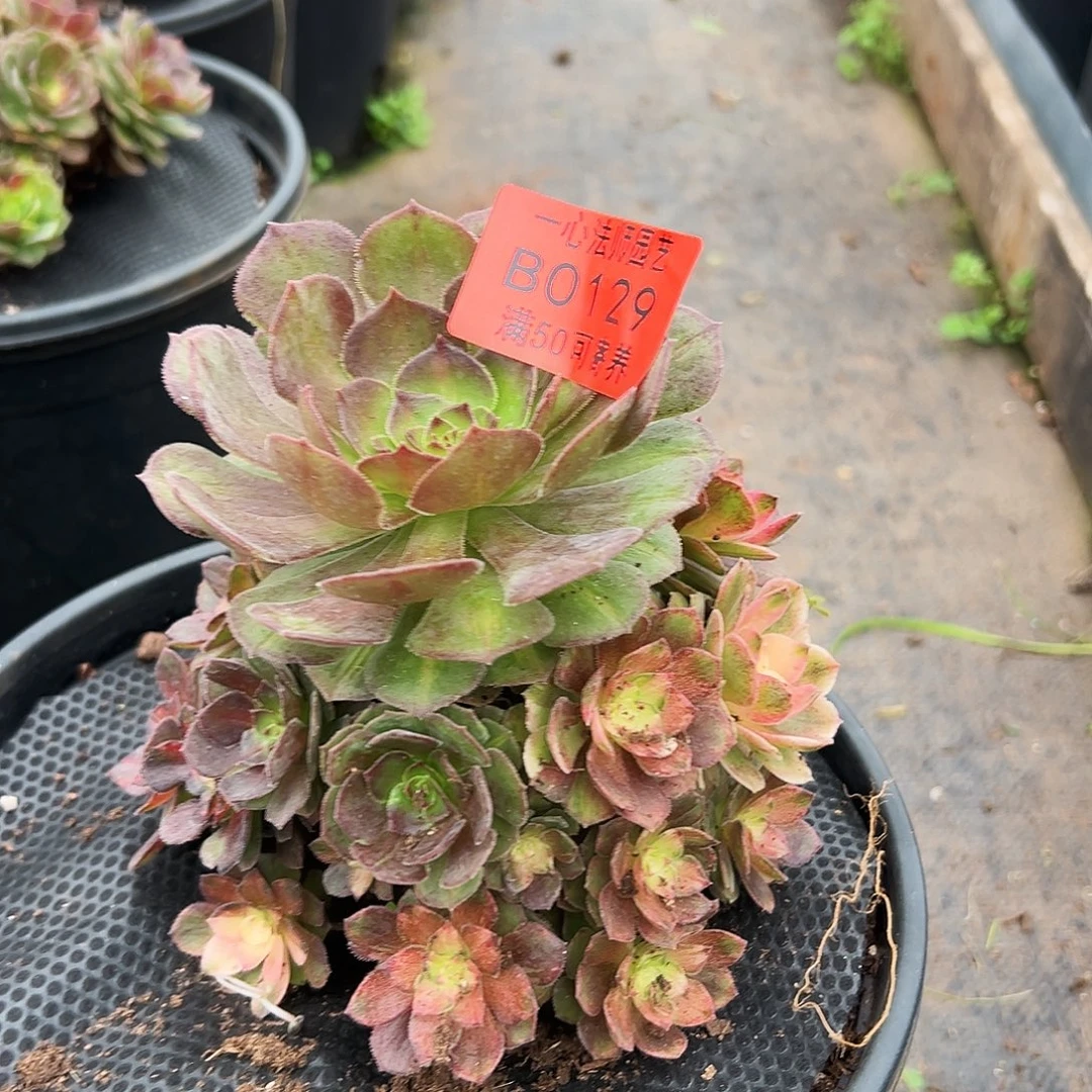 海王七彩多肉植物0129