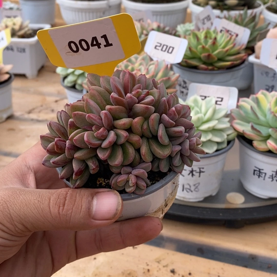0041号紫熏锦哈哈哈哈哈