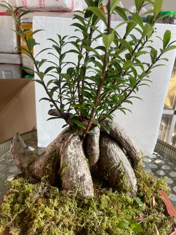 五翅梅树木萝卜盆景