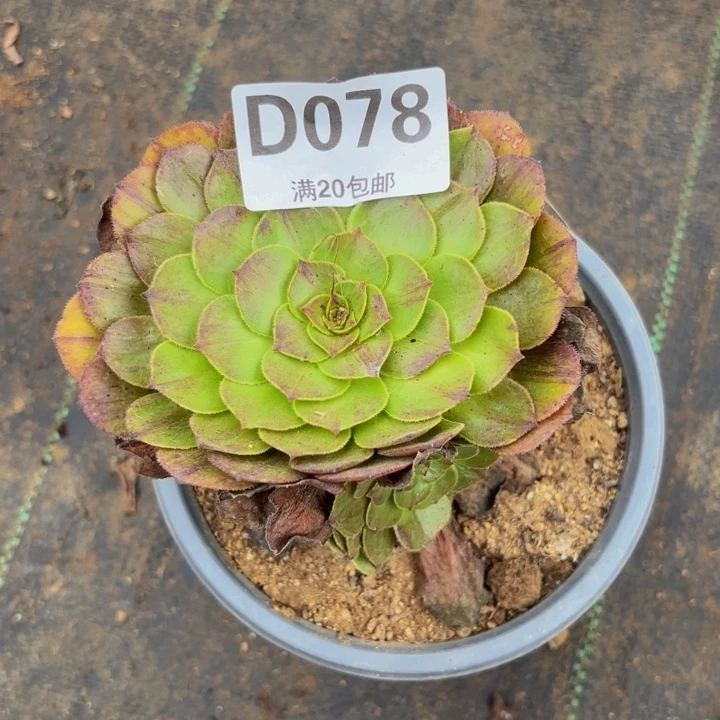 瑞妈多肉植物，078花月夜