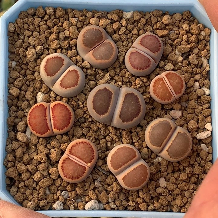 精品多肉植物大战僵尸先生们