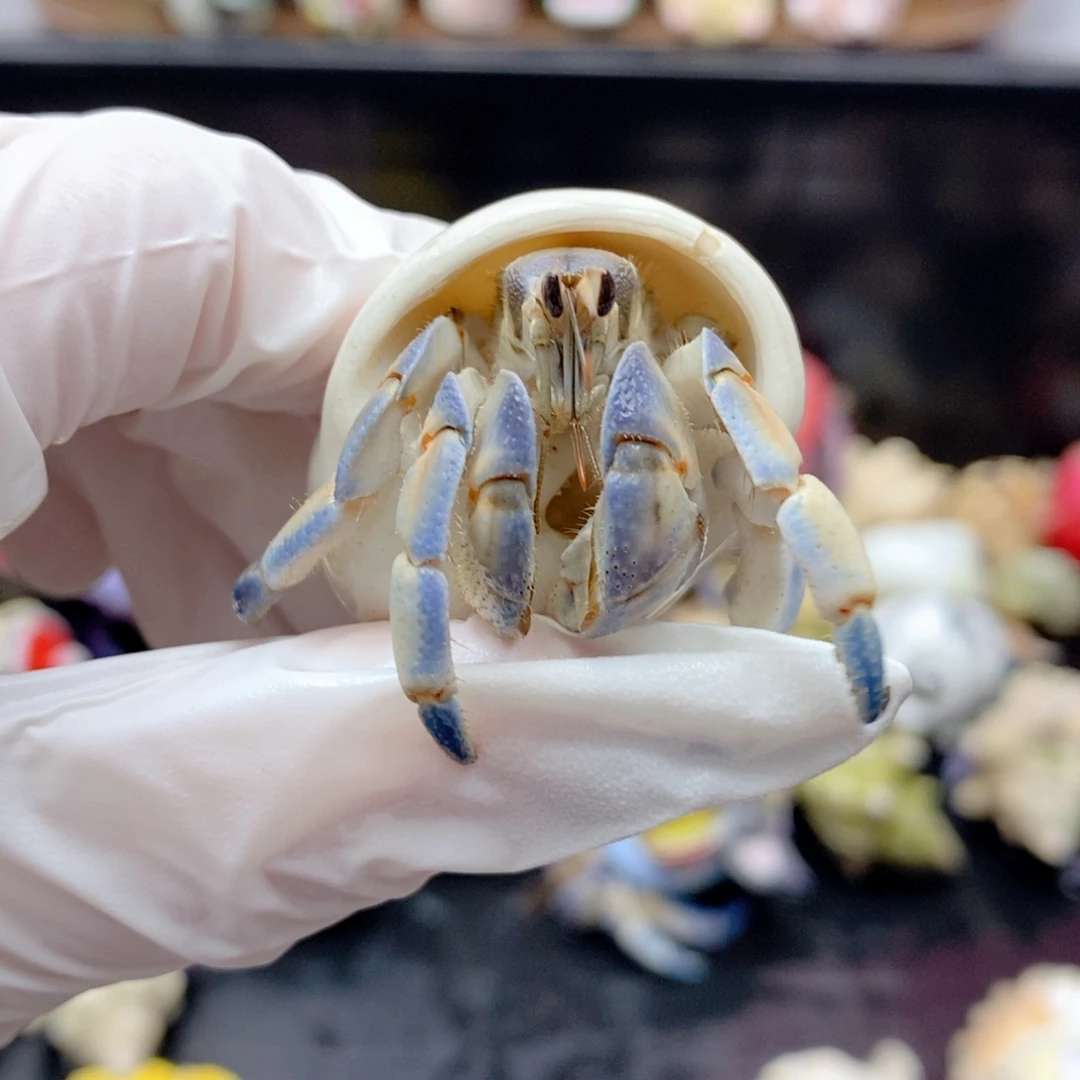 F6:浅蓝白紫陆1.9