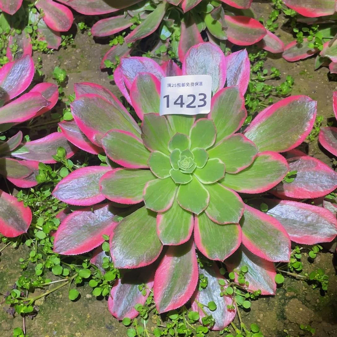 1423女妖多肉植物